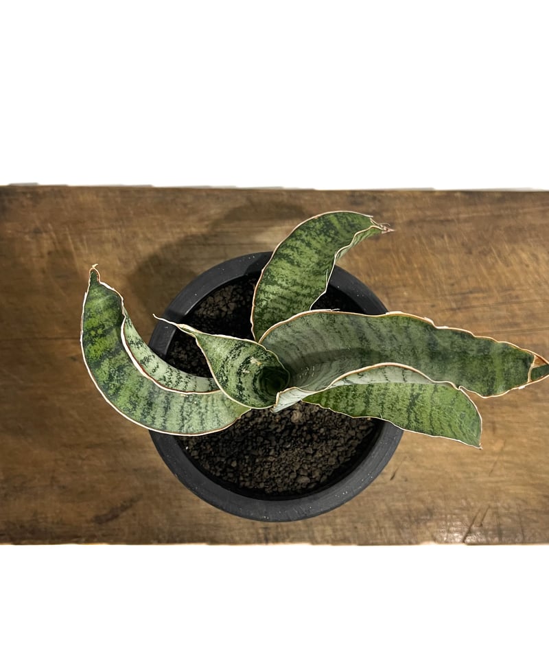 サンセベリア エムベヤ ブルー「Sansevieria Mbeya Blue」38E-1 |