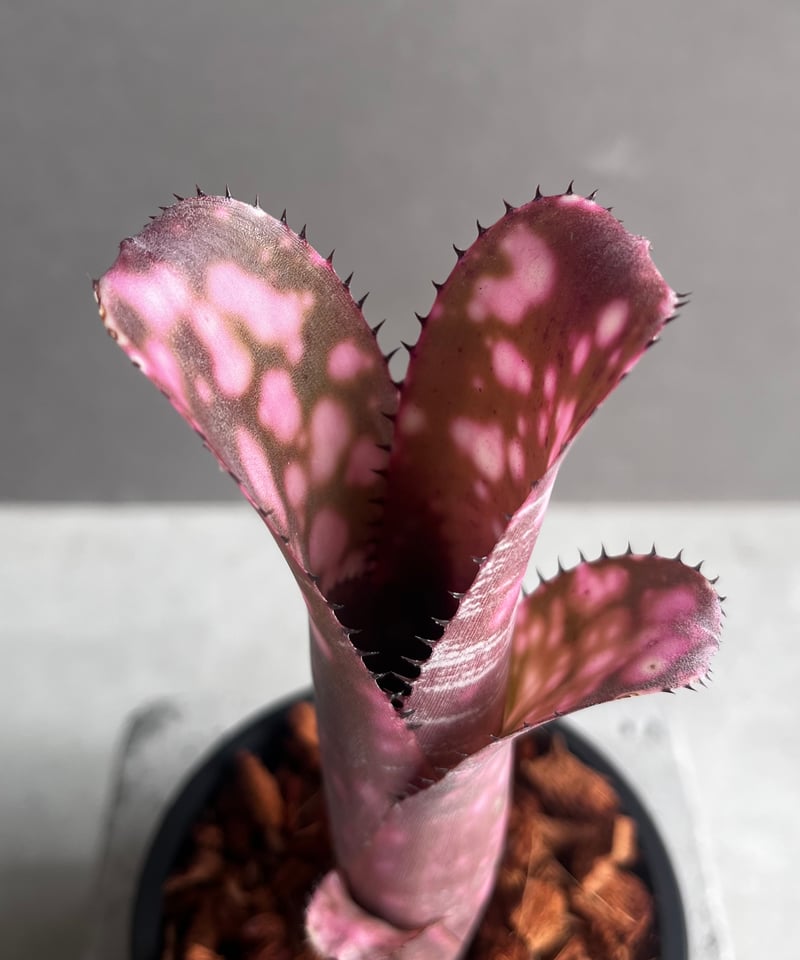 ビルベルギア インセンディアリー デライト 「Billbergia Incendiary De