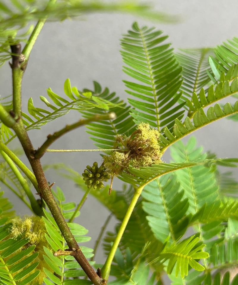 エバーフレッシュ “選抜個体”+ plantsmonsters pot 「Cojoba arb