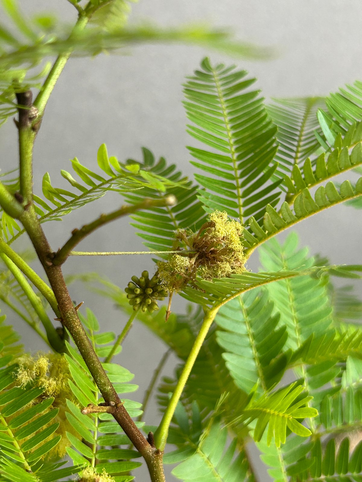 エバーフレッシュ “選抜個体”+ plantsmonsters pot 「Cojoba arb