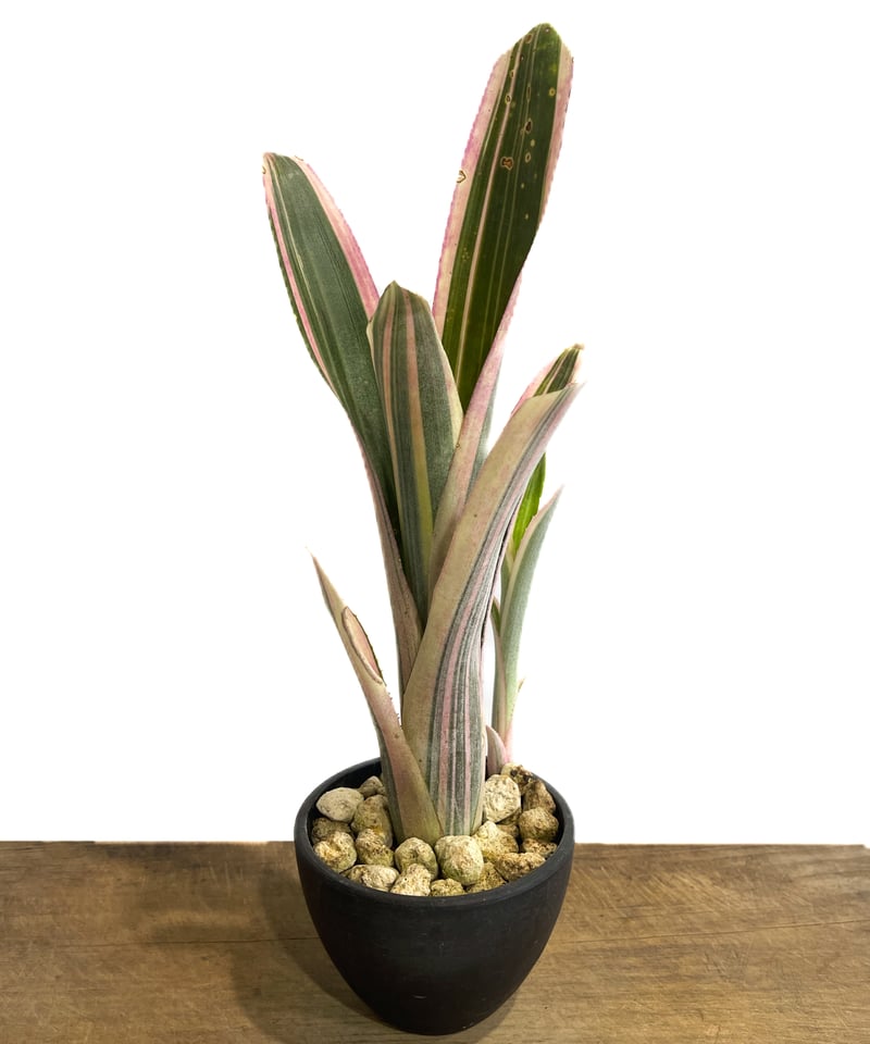 Billbergiaセット　ビルベルギア HACHI-8公式】ビルベルギア（Billbergia） -鉢と植物の専門店