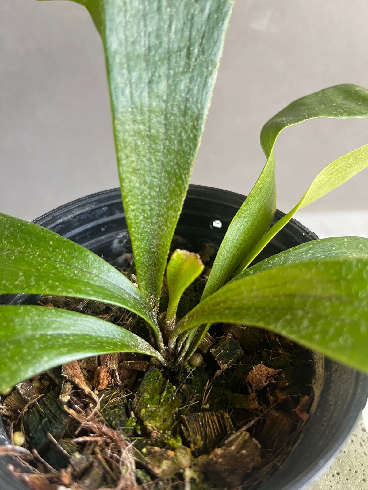 ビカクシダ Platycerium P.ghost（ゴースト）子株