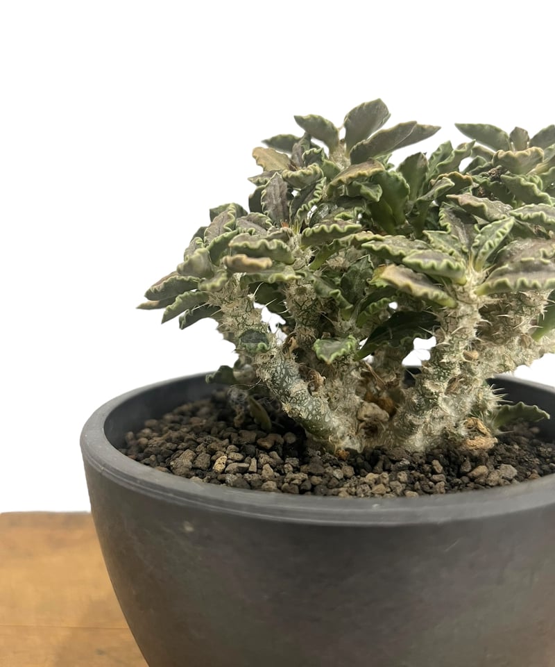 ユーフォルビアムランジーナ実生☆トゥレアレンシスサピニーア