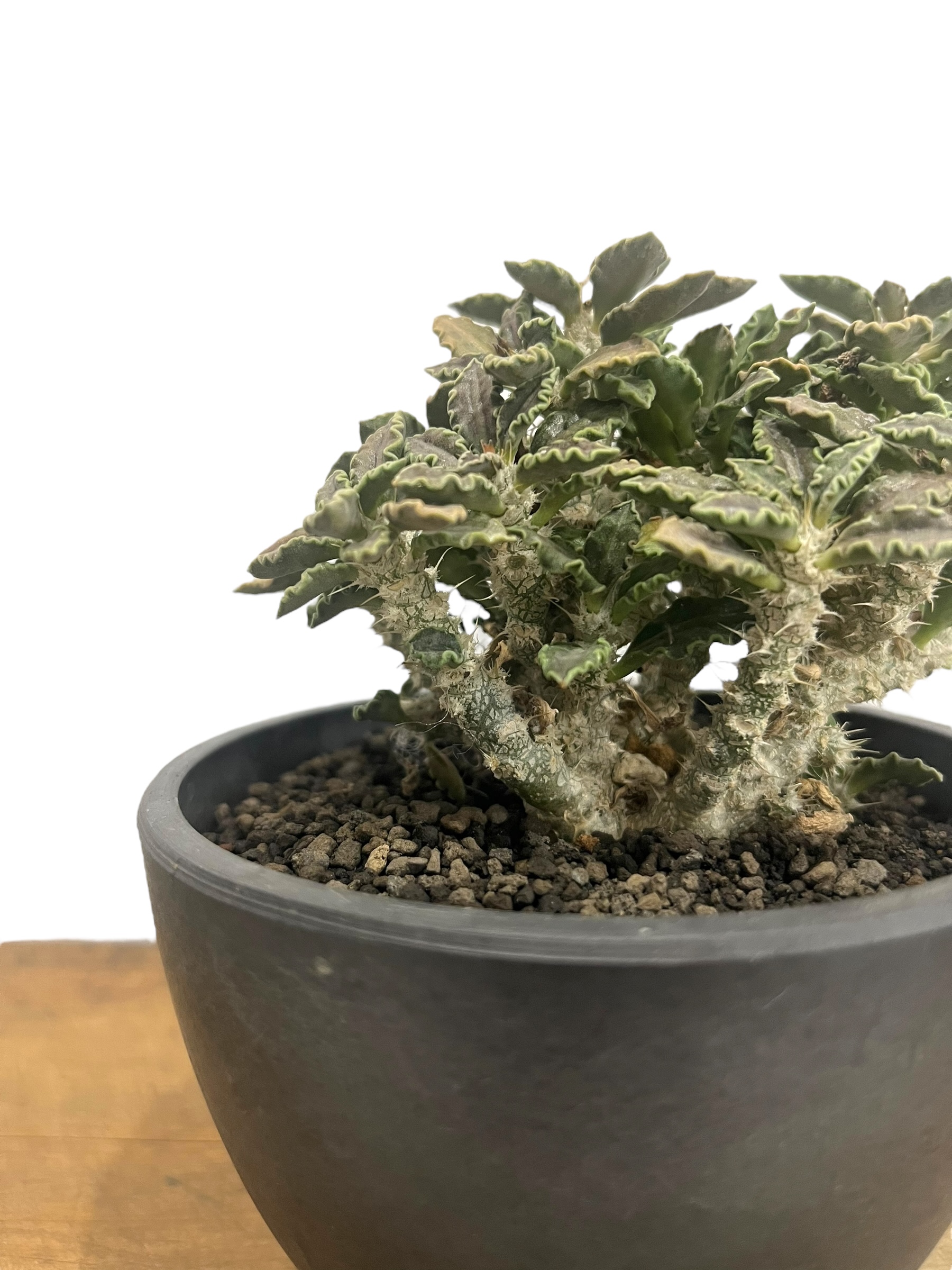 ユーフォルビア トゥレアレンシス　海外実生 ユーフォルビア トゥレアレンシス（実生苗）「 Euphorbia tulearensis