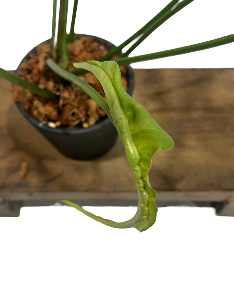 フィロデンドロン ロンギロバトム 'レラノ ミヤノ' 「Philodendron