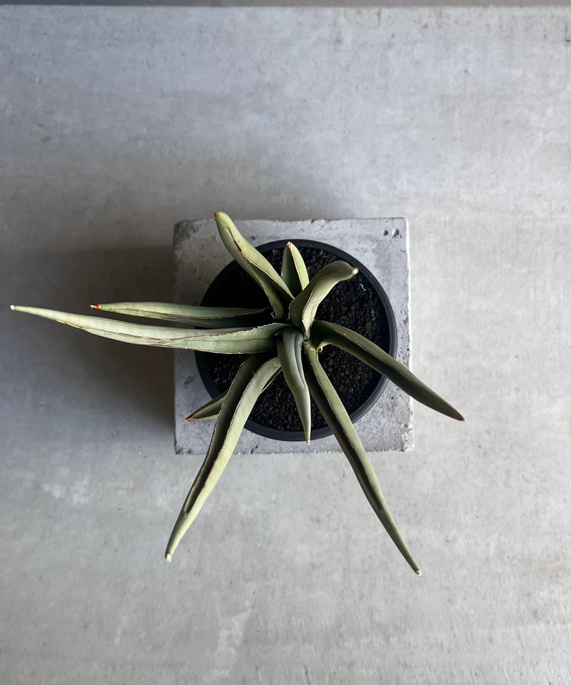 サンセベリア バイ-ビッド 「Sansevieria Bi-Bid (by Unyamanee