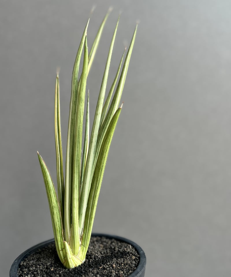 サンスベリア グリーンピーチ Sansevieria Green peach サンセベリア