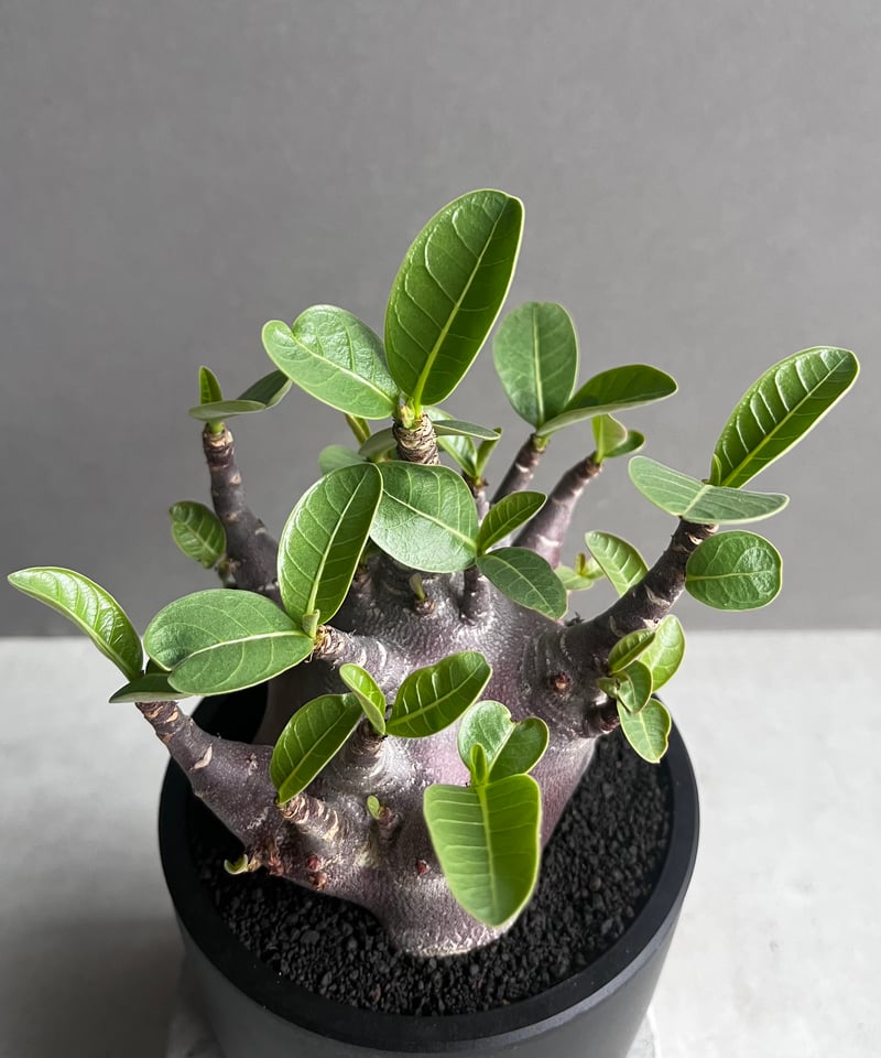 アデニウム アラビカム スーパー ドワーフ “ブラック” 「Adenium