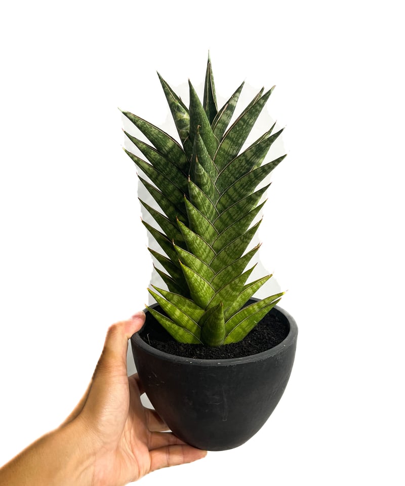 サンセベリア アンヤマニー ハイブリッド「Sansevieria