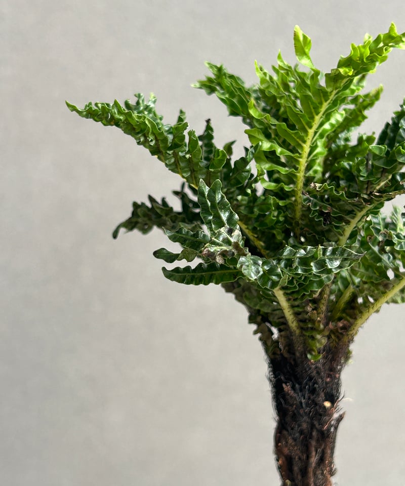 ブレクナム ギッバム ドワーフ 「Blechnum gibbum Dwarf 」68H
