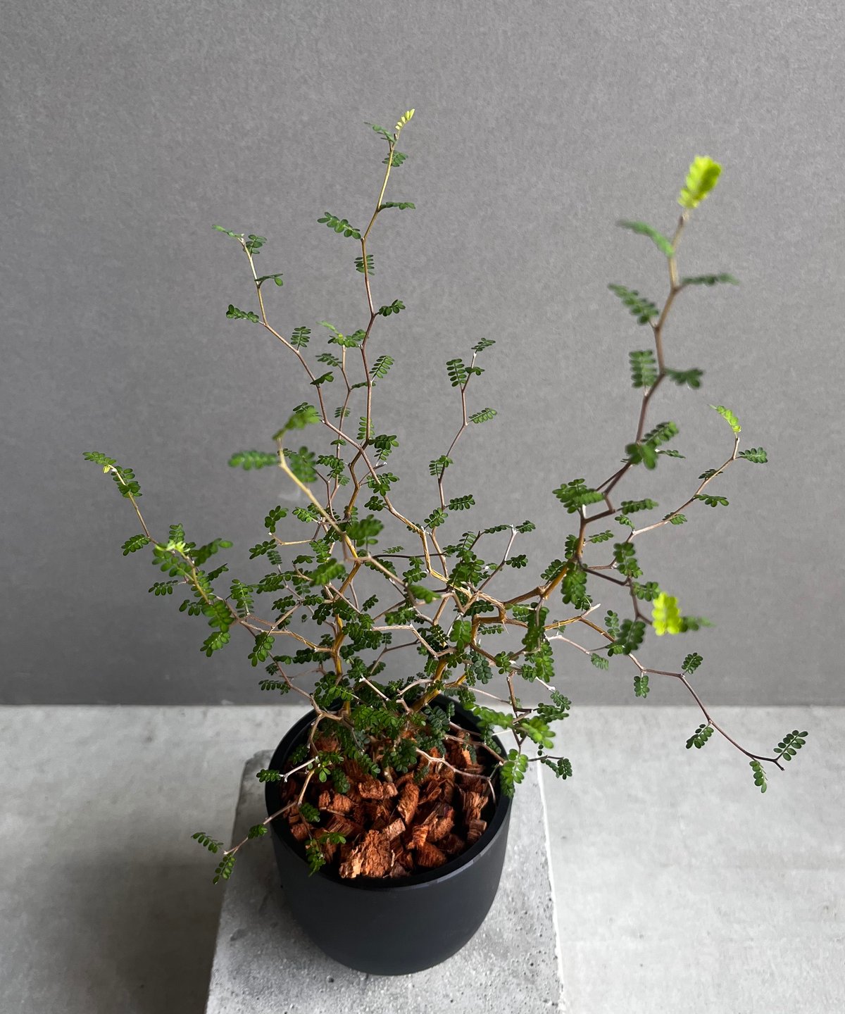 ソフォラ リトル ベイビー 「Sophora prostrata 'Little Baby'