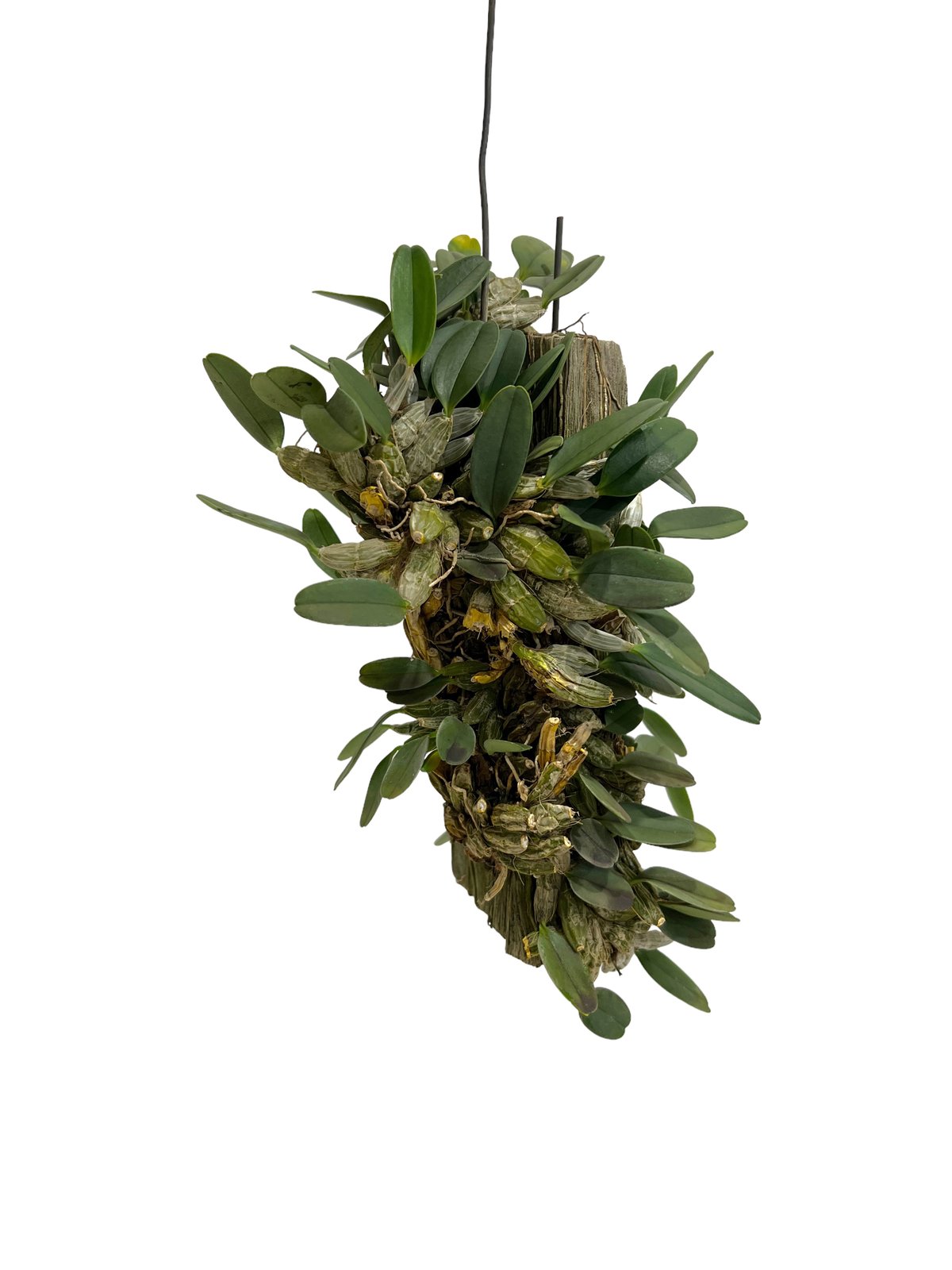 デンドロビウム ジェンキンシイ 「Dendrobium jenkinsii」65M