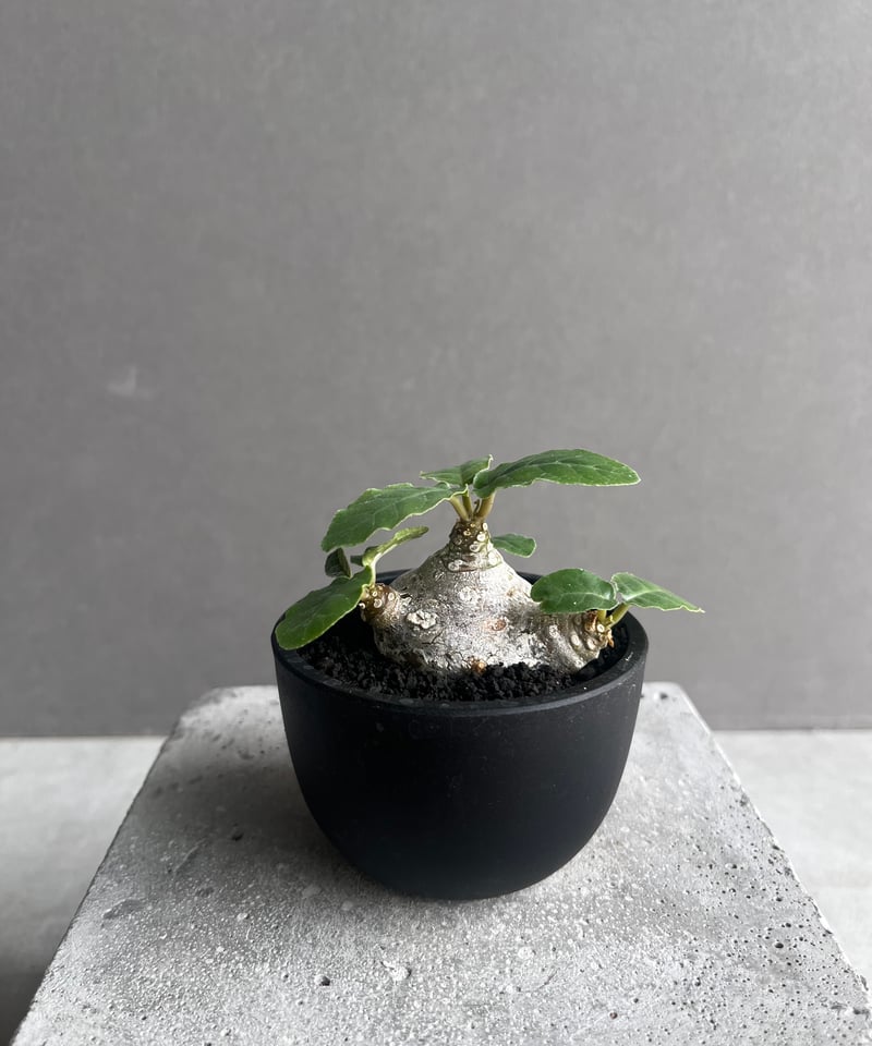 ドルステニア フォエチダ “多頭タイプ” 「Dorstenia foetida」11D | S