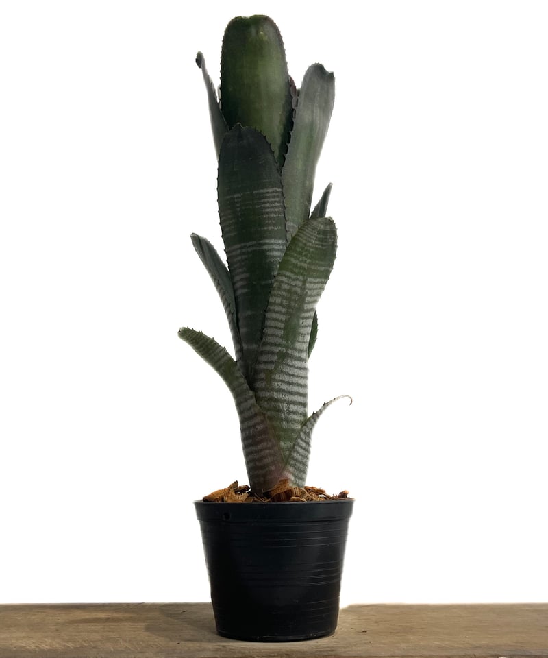 ビルベルギア ダースベイダー「Billbergia 'Darth vader'」65G-3 ビルベルギア ダースベイダー「Billbergia 'Darth vader'」65G-3