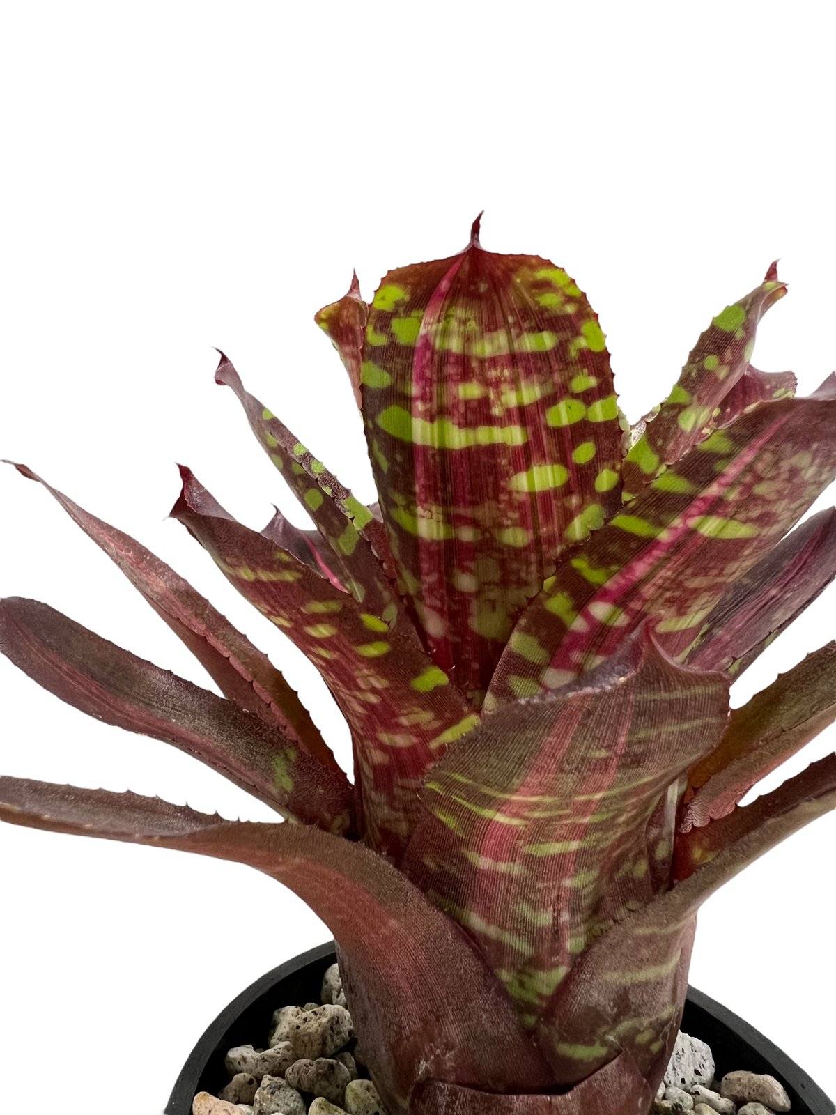 Neoregelia 