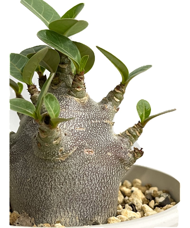 アデニウム　アラビカム plants250620z17_2-247x296.jpg