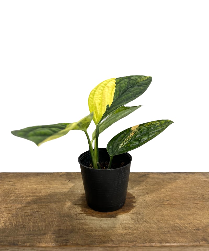 モンステラ カルステニアナム (ペルー) 斑入 「Monstera Karstenianum