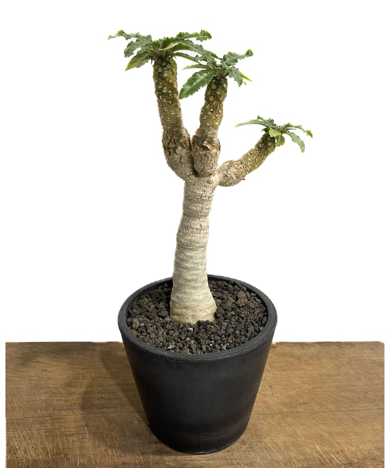 きめちゃん　ドルステニア　ラブラニー×ホルウッディODDROOTS管理株 きめちゃん ドルステニア ラブラニー×ホルウッディODDROOTS管理