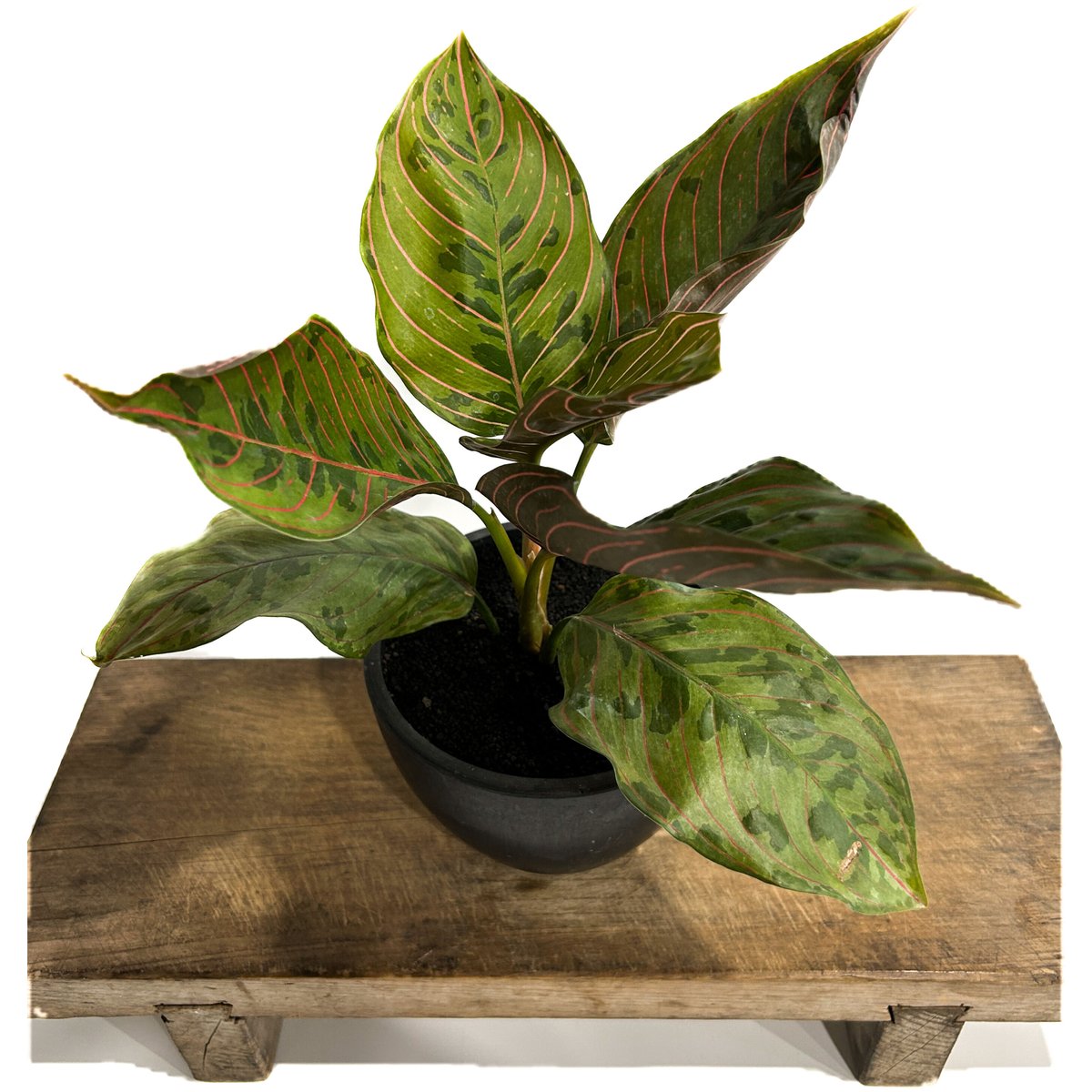 アグラオネマ レッドアーミー アチェ - 植物/観葉植物