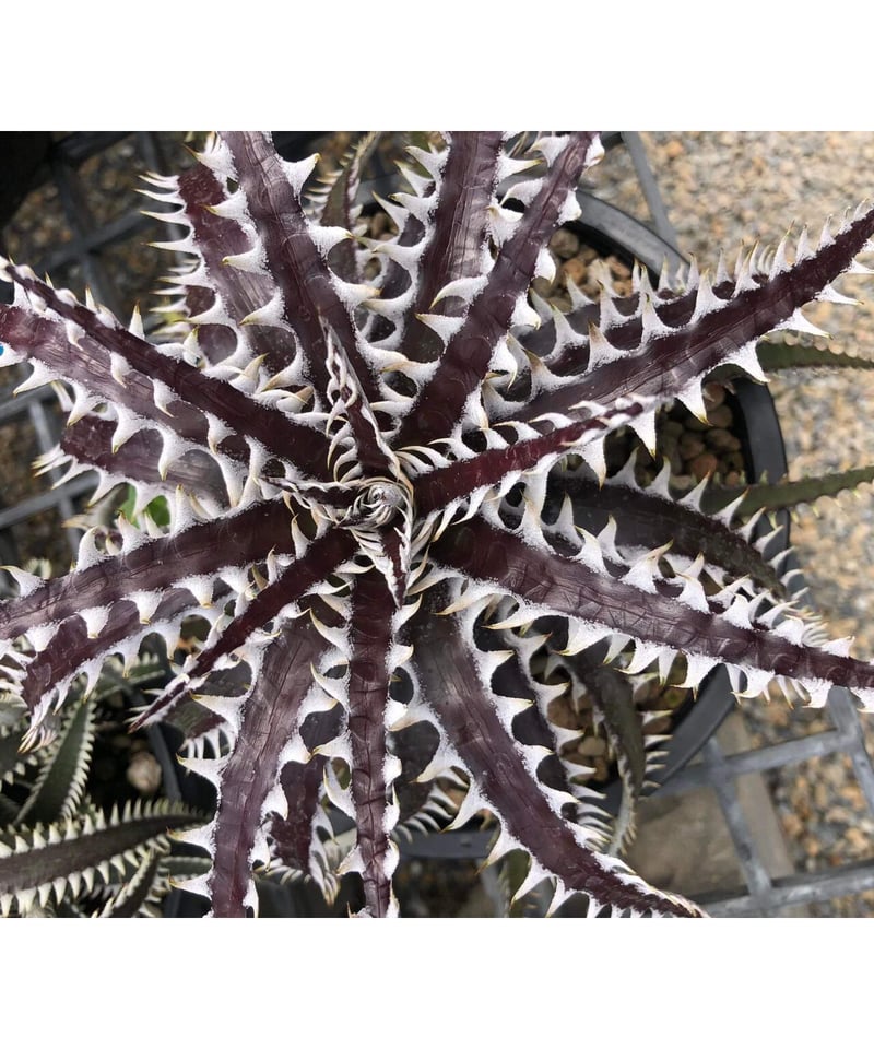 Dyckia ‘Samurai’ ディッキア 中株 Yahoo!オークション - 21. ディッキア Dyckia Samurai Bromeliad