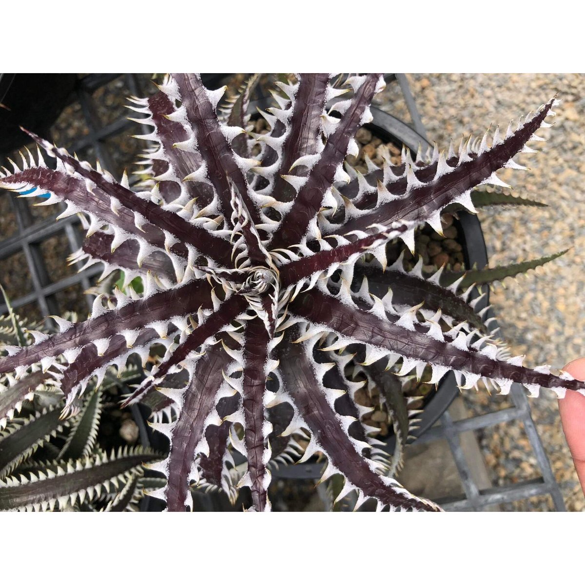 ディッキア フレディクルーガー x サムライ「Dyckia Freddy
