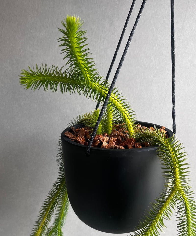 フペルジア スクアローサ + ハンギングポット 「Huperzia