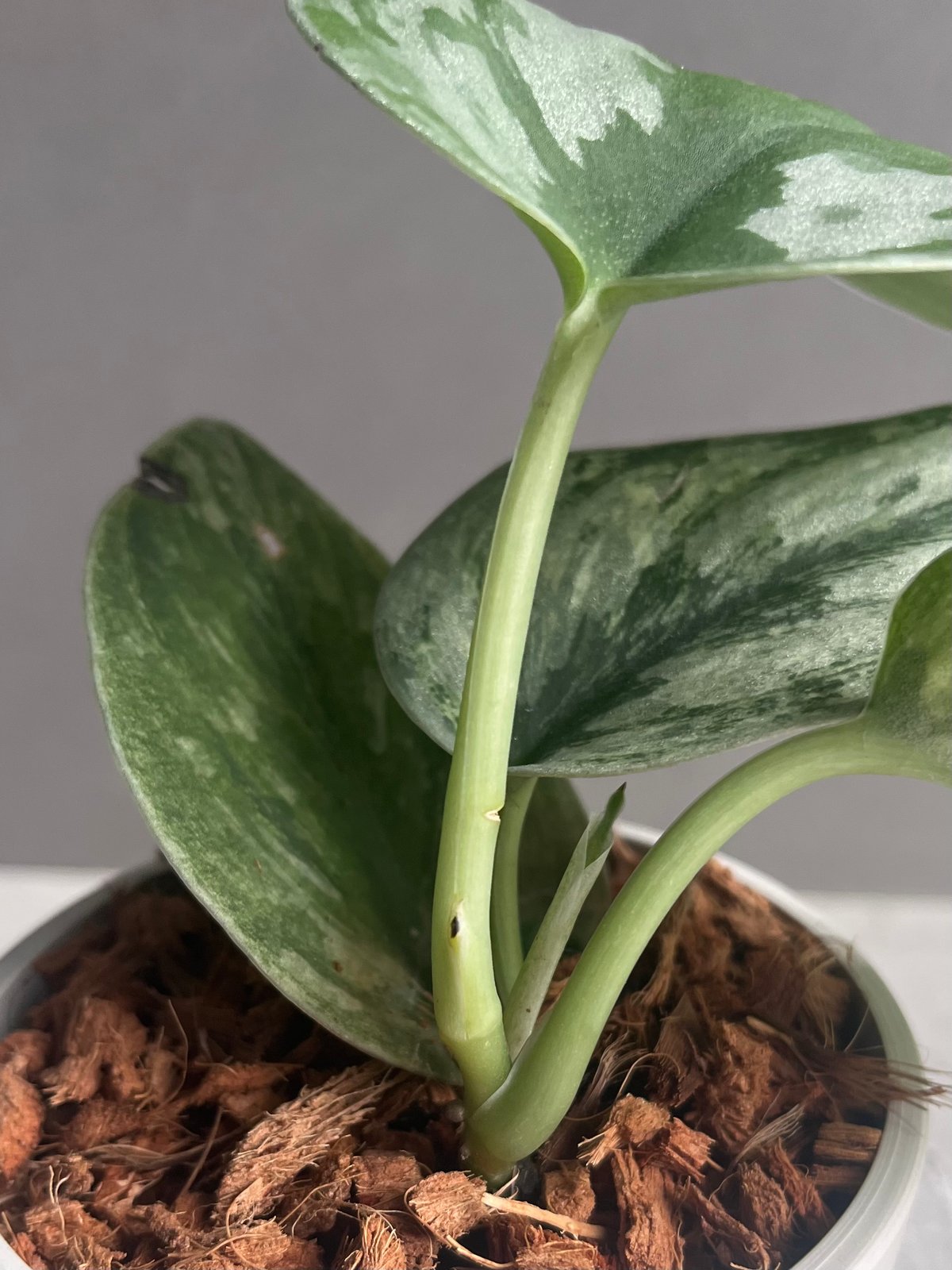 スキンダプサス エキゾチカ ホログラム 「Scindapsus exotica スキンダプサス エキゾチカ ホログラム 「Scindapsus exotica