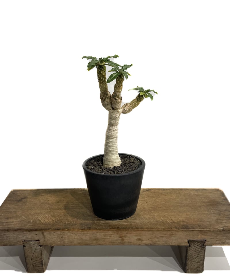 ドルステニア ホルウッディ×ラブラニー 実生「Dorstenia ドルステニア ホルウッディ×ラブラニー 実生「Dorstenia