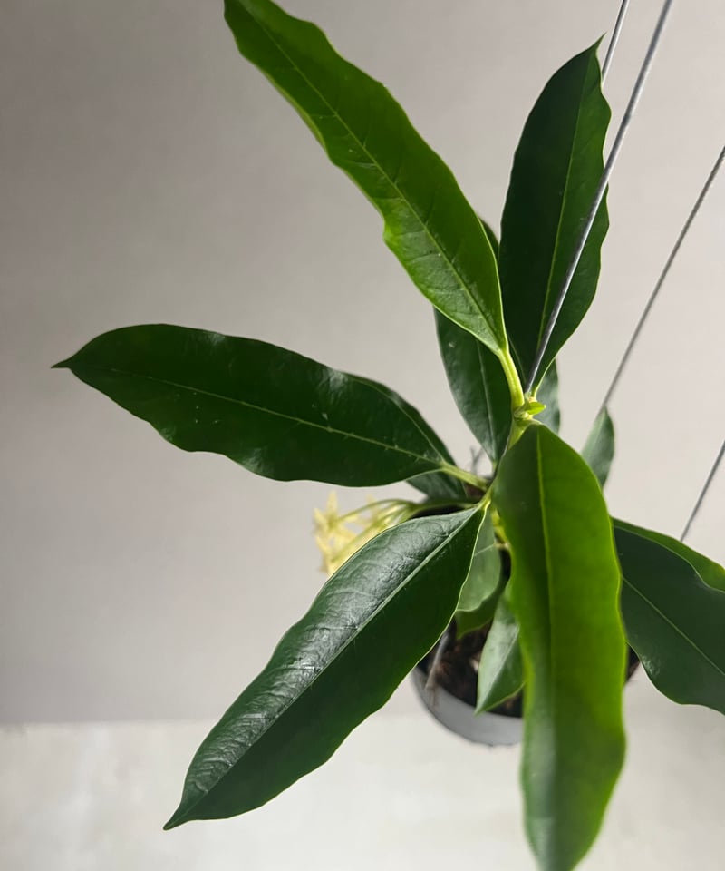 レア Hoya Lockii ホヤ ロッキー 希少種 サクララン