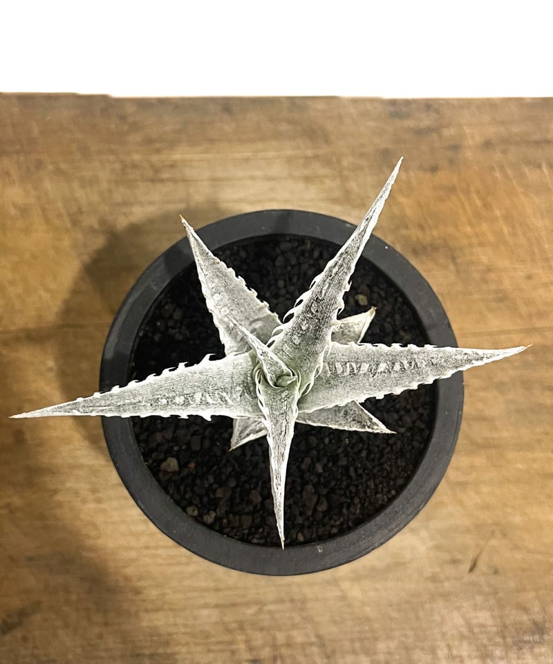 DBディッキア Dyckia beateae hybrid #227 ⑴ Dyckia beateae SEL97