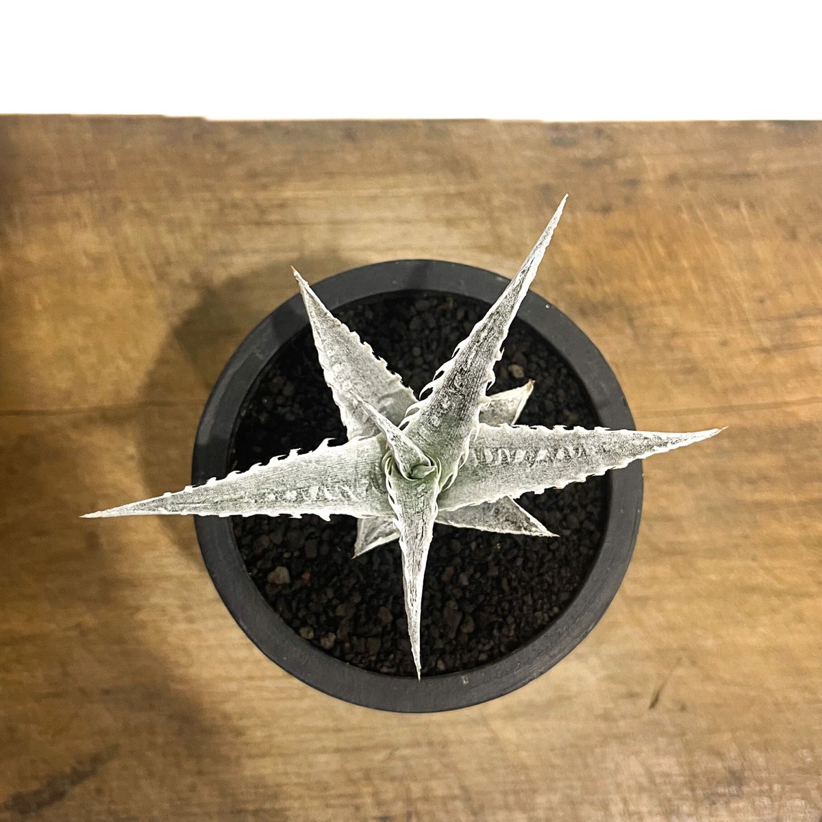 ディッキア ハイブリッド 「Dyckia Hybrid」98E-1 | SHOUCHIKUEN