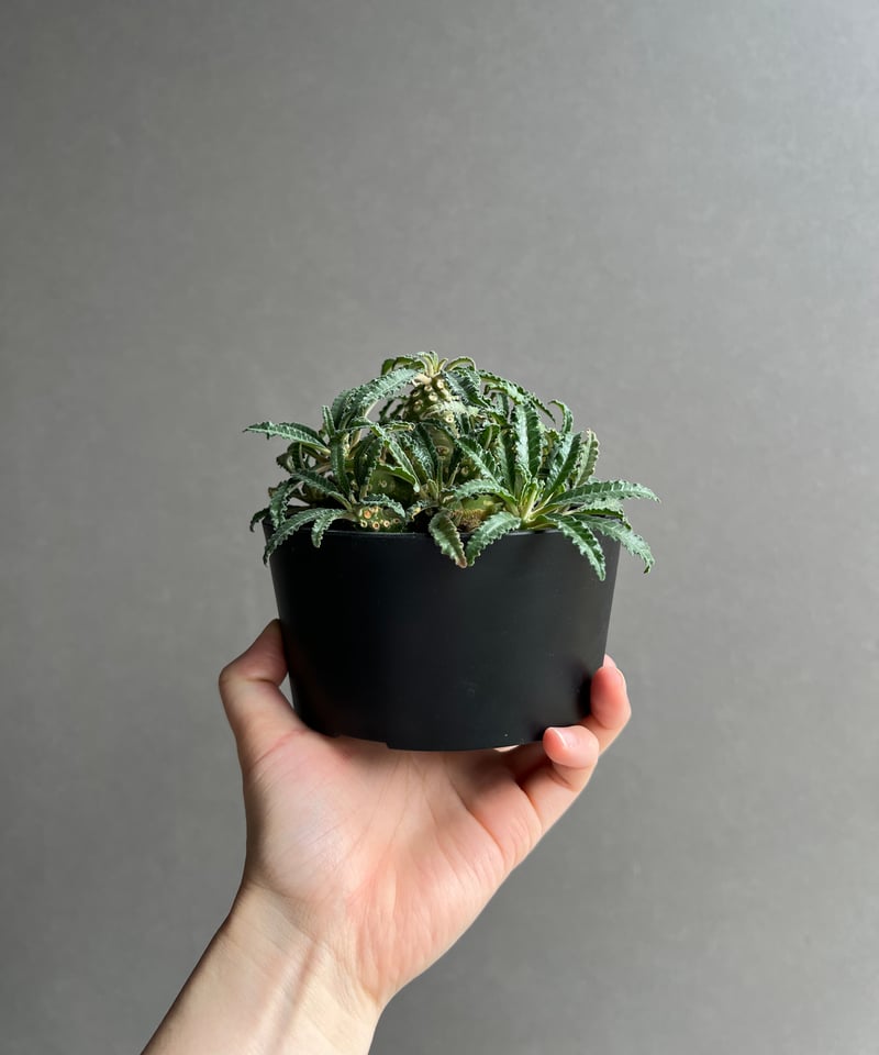 ドルステニア ラブラニー(多頭タイプ) 実生苗 「Dorstenia lavrani seed