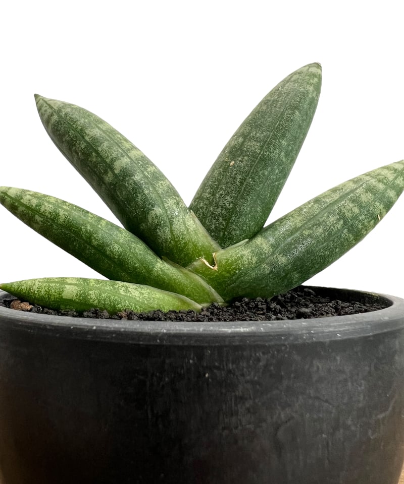 サンセベリア ミーナ「Sansevieria Meena」91A-1 | SHOUCHIKUEN