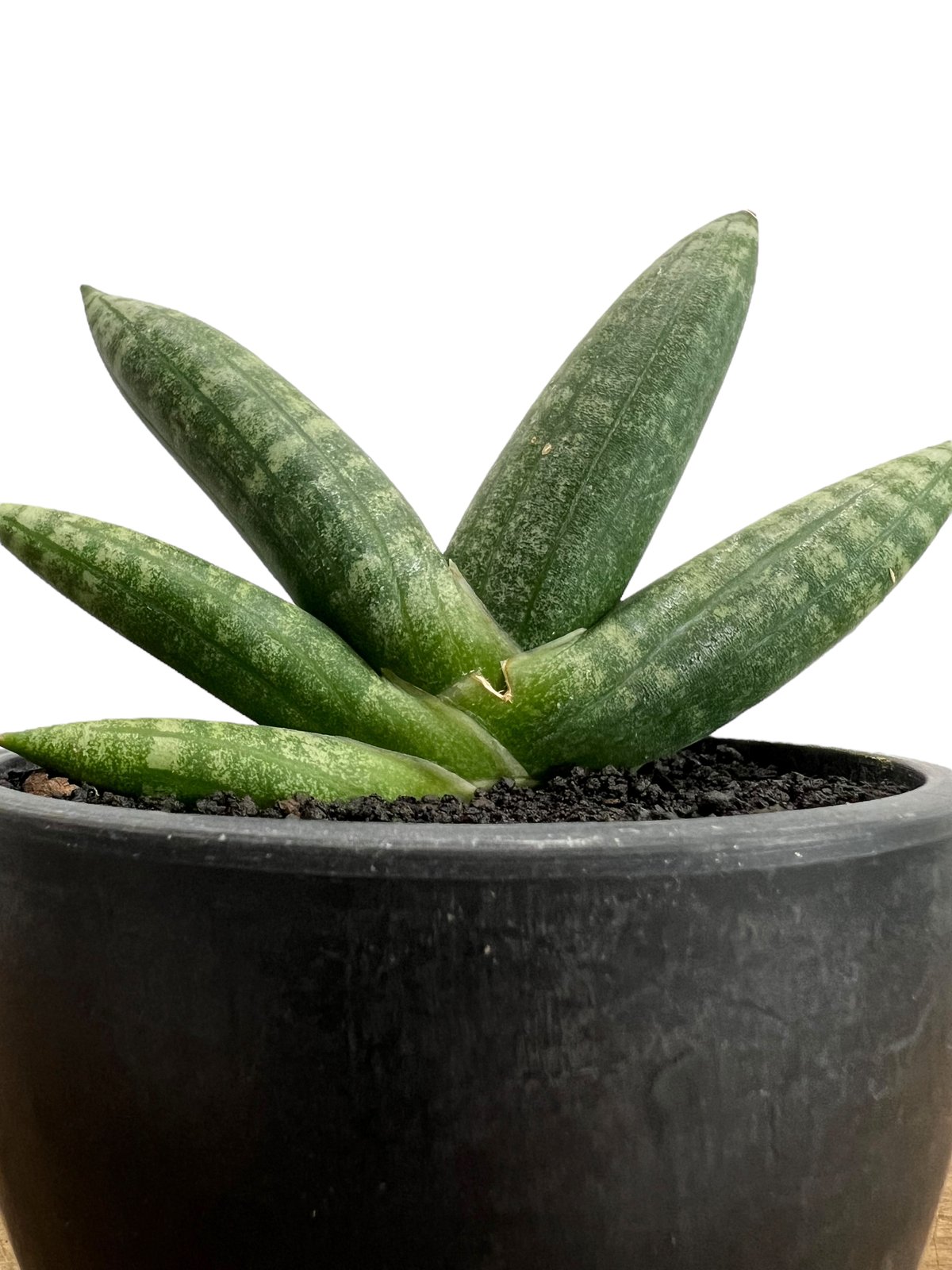 L*D様 サンスベリア Sansevieria Mingmanee v L*D様 サンスベリア Sansevieria Mingmanee v サンスベリア