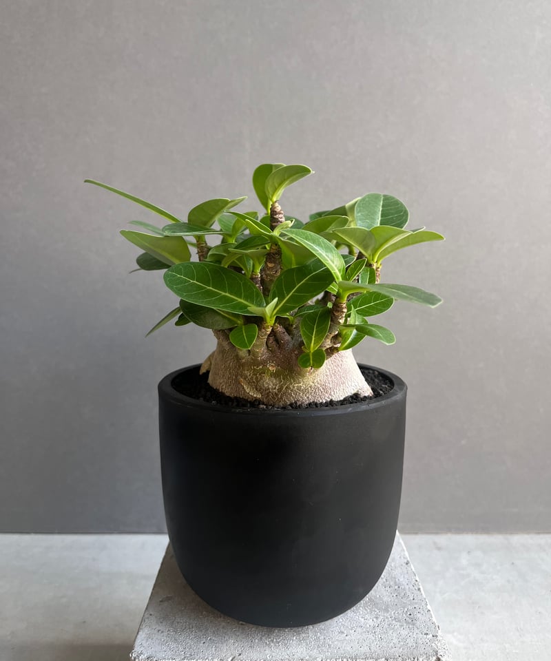 アデニウム アラビカム スーパー ドワーフ “ブラック” 「Adenium