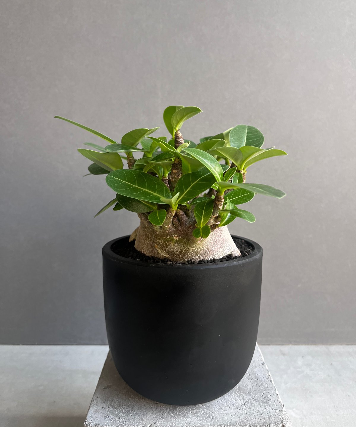アデニウム アラビカム スーパー ドワーフ “ブラック” 「Adenium