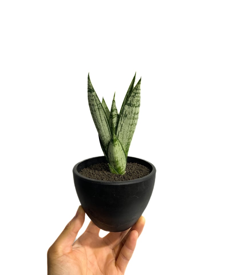 サンセベリア エーレンデル「Sansevieria Ehrendel」15H-1 | SHOU