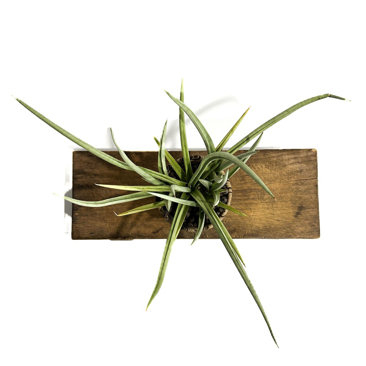 サンセベリア ダンシング ドラゴン +pmp「Sansevieria Dancing サンセベリア ダンシング ドラゴン +pmp「Sansevieria Dancing
