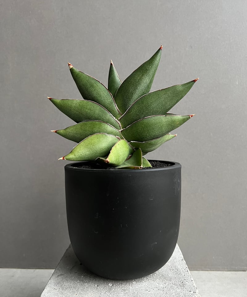 サンセベリア Bigme B751C サンセベリア オペラ ハウス 「Sansevieria Opera House 」91A |