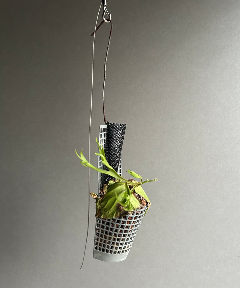 ビカクシダ リドレイ “パカラン”「Platycerium ridleyi “Pakarang