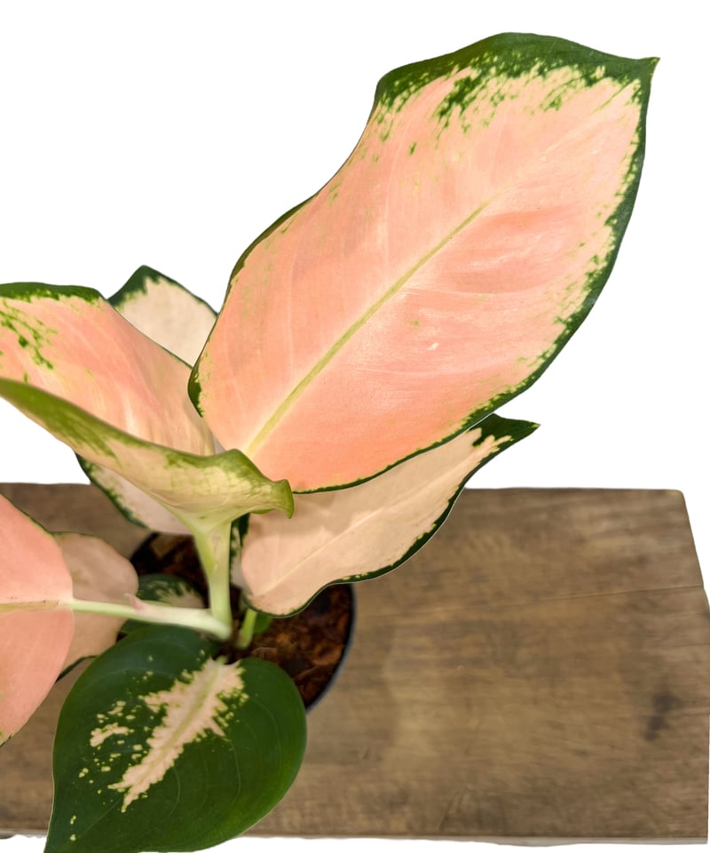 アグラオネマ コーチン ピーチ 「Aglaonema Cochin Peach」 25L