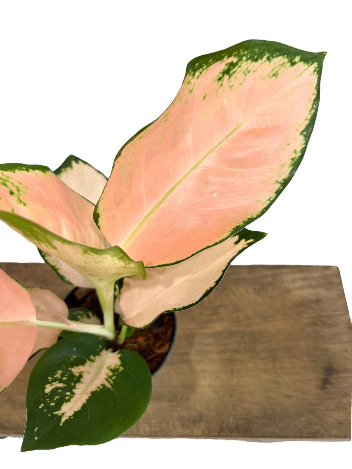 fit=scale-down,w=1200