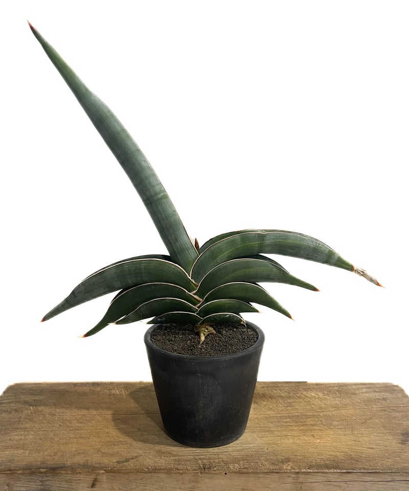 サンセベリア ロリダ 斑入り「Sansevieria rorida var.」93D-4 |