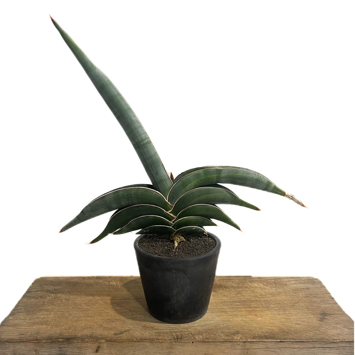 サンセベリア ロリダ 斑入り「Sansevieria rorida var.」93D-4 |