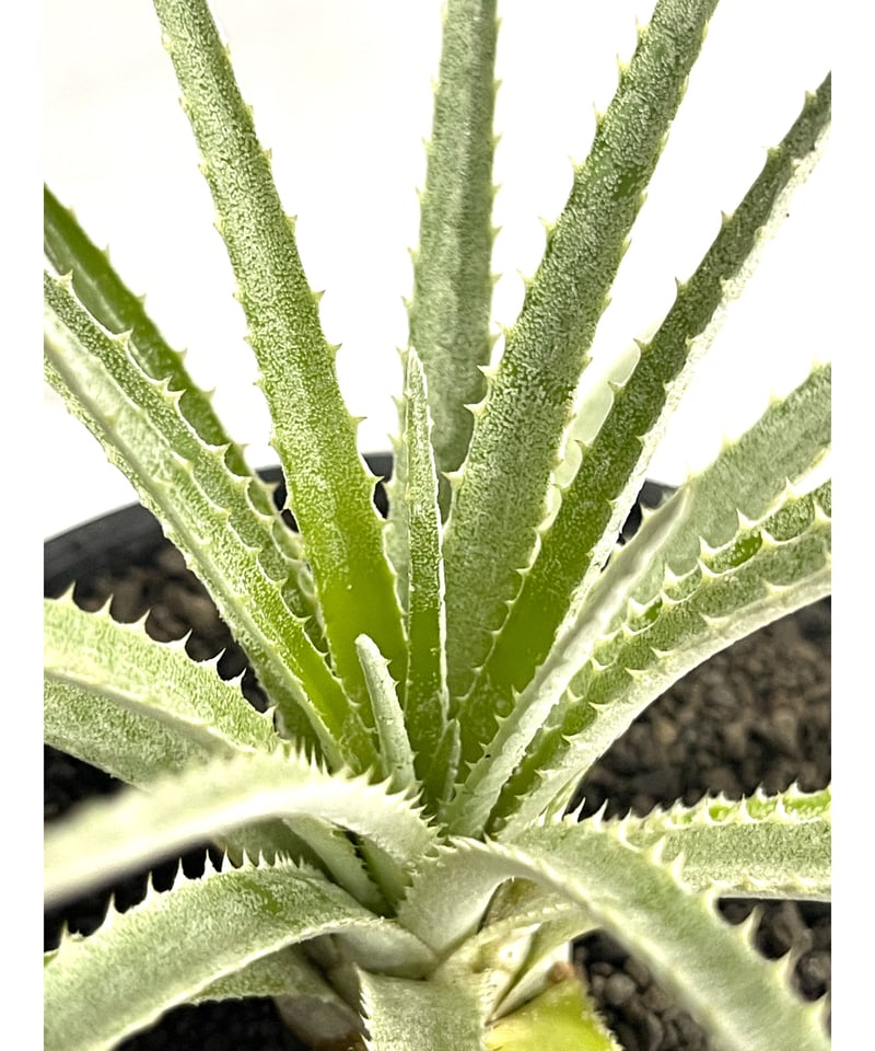 シンコラエア バールマルクシー「Sincoraea burle-marxii」12/13 |