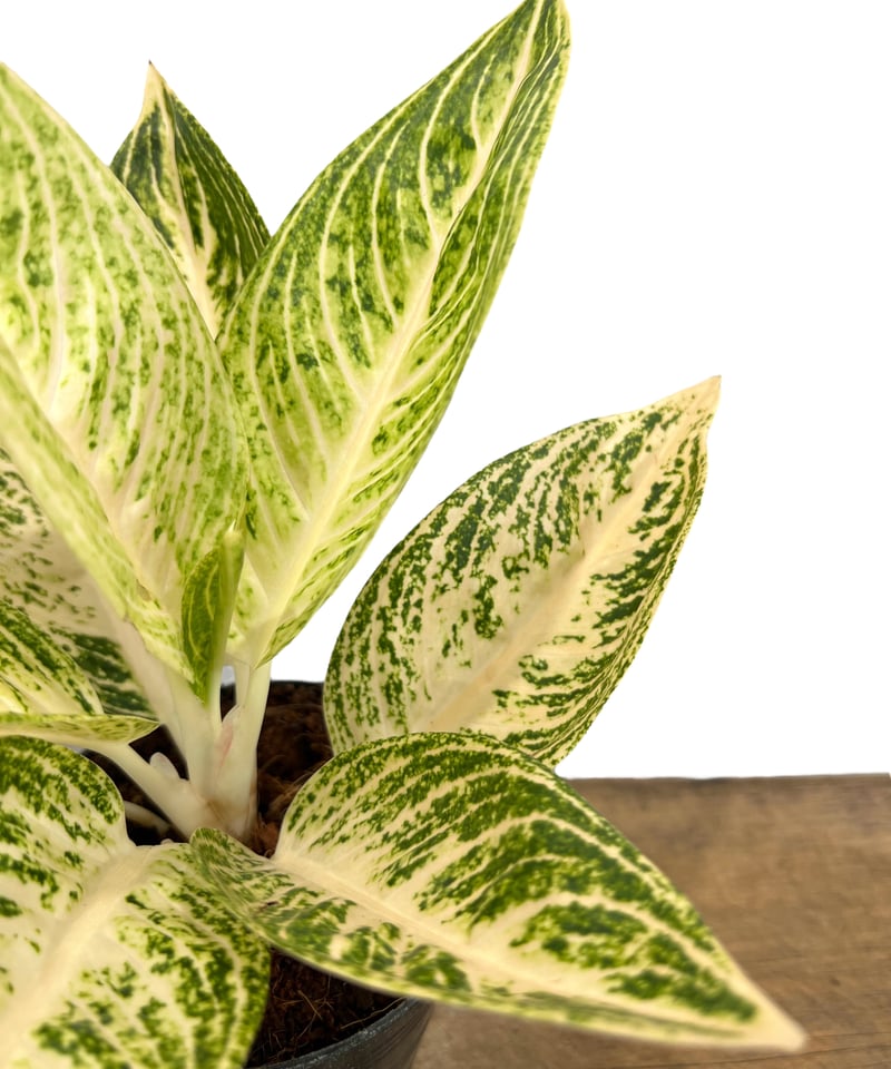 アグラオネマ ホワイト レガシー 「Aglaonema White Legacy」78L