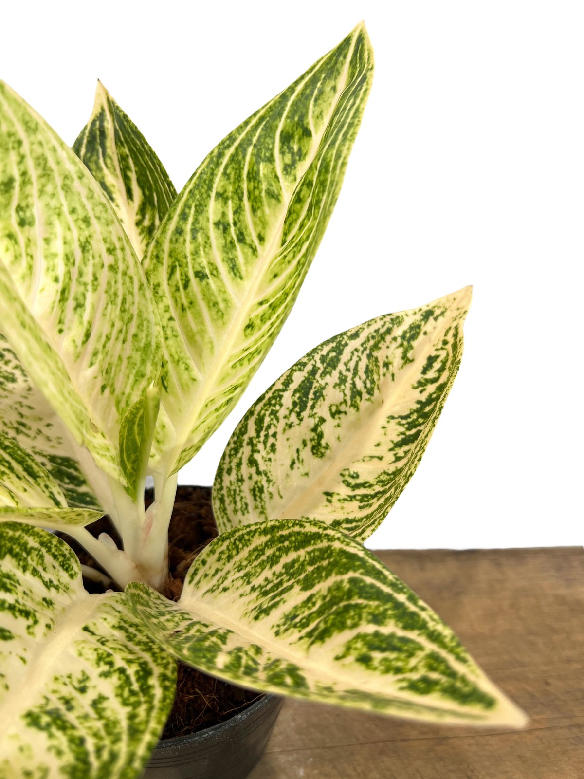 KURO　様　セール　アグラオネマ　ホワイトレガシー　観葉植物 アグラオネマ ホワイト レガシー 「Aglaonema White Legacy」78L |