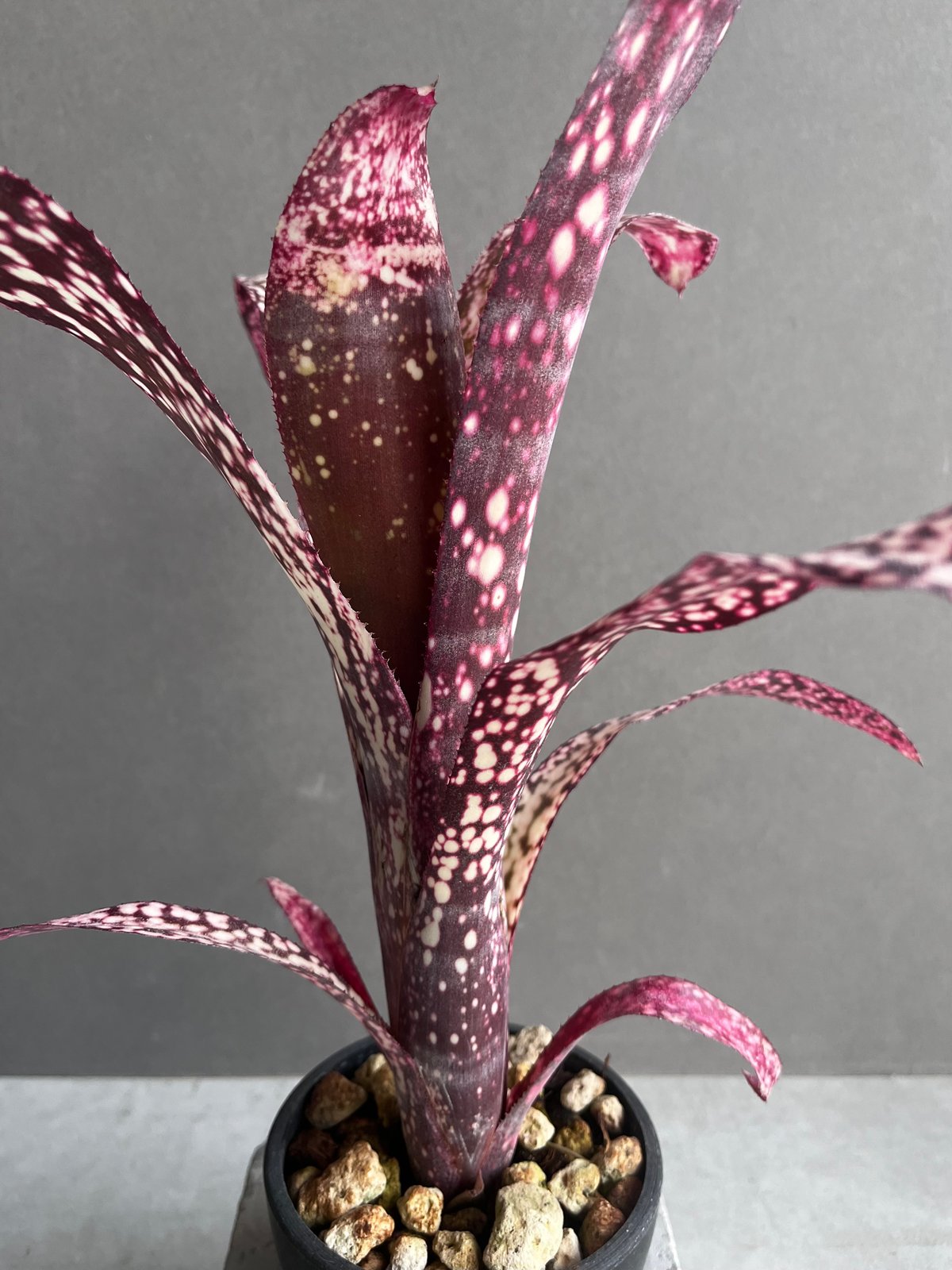Billbergia 'Dreams'〔ビルベルギア〕現品発送B0261 fit=scale-down,w=1200