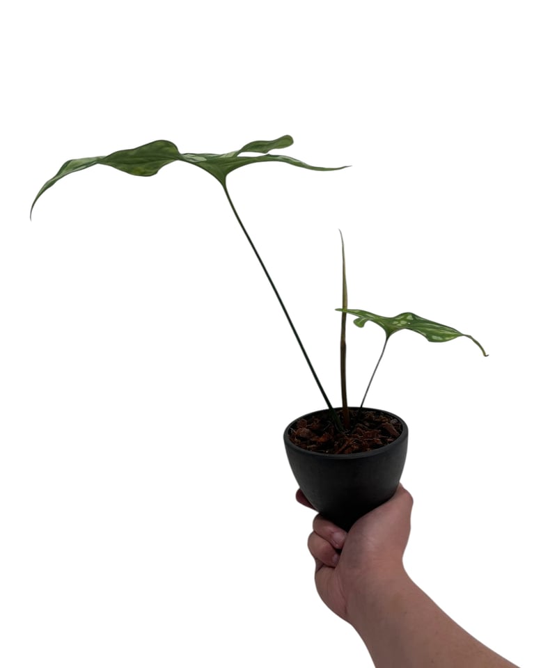 1 セルセスティス ミラビリス 斑入り 激レア ネペンテス ミラビリス