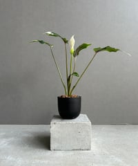 モンステラ デリシオーサ レガシー Legacy コレクション】モンステラ デリシオーサ 'タイコンステ